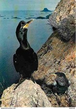 Animaux - Oiseaux - Cormoran Huppé - CPM - Voir Scans Recto-Verso