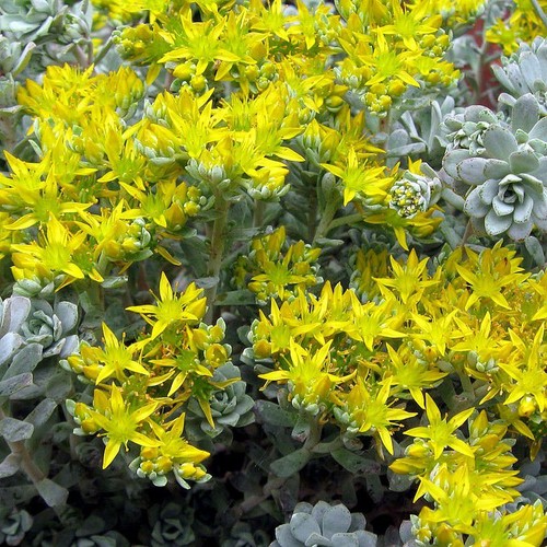 Sedum spathulifolium cape - sedum,