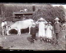 AGRICULTURE / ATTELAGE MOISSONNEUSE BATTEUSE en MOISSON / Photo amateur ancienne