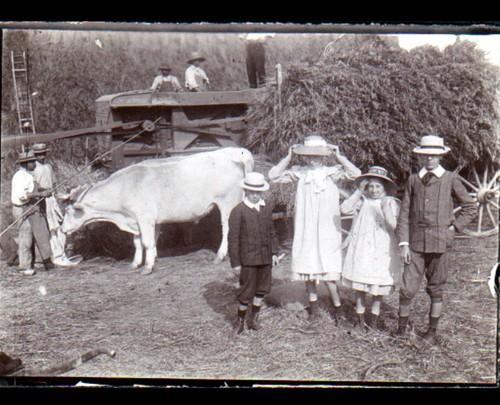 Agriculture attelage - agriculture,