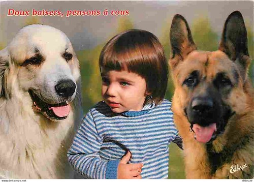Carte postale animaux - postale,