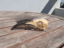 Crâne de calao à bec noir 