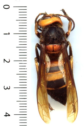 Frelon géant asian - asian, giant