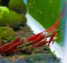 Neocaridina Davidi Red Sakura