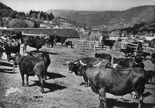 15 NEUVEGLISE ELEVAGE EN MONTAGNE