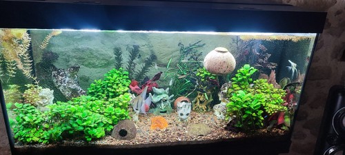 Aquarium juwel complet - aquarium,