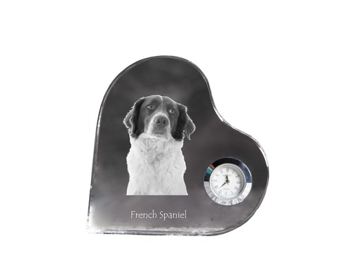 épagneul français kristal - Épagneul, français,