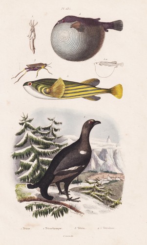 Auerhuhn tetrao urogallus - auerhuhn,