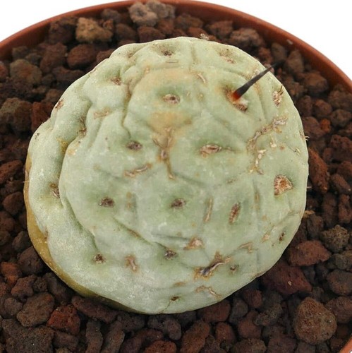 Tephrocactus geometricus short - tephrocactus,