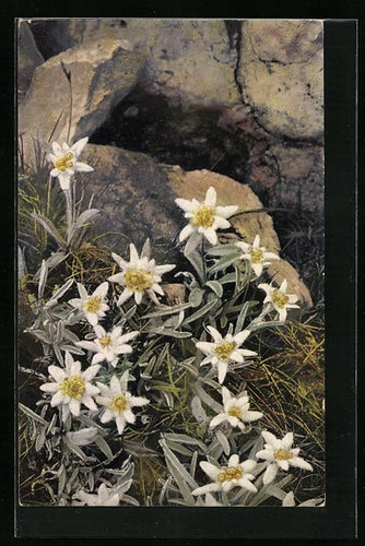 Carte postale artiste - carte, d'artiste