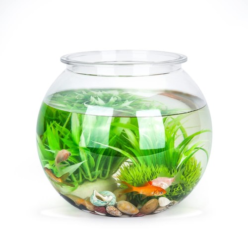 Bocal poissons ronde - à,