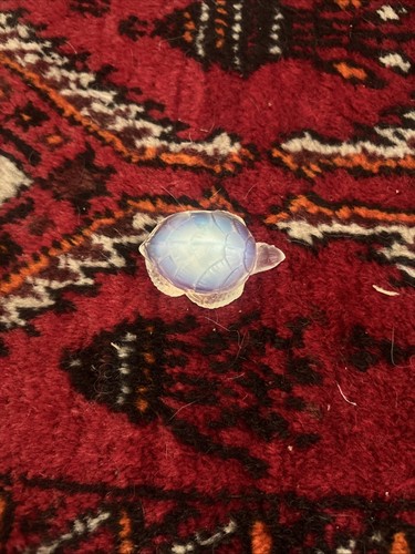 Turtle sabino artisan - sabino,