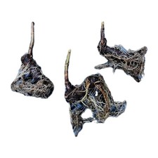 Paulownia Z07 - 3 Plants Racine Nue, Super Hybride - Kiribaum Royal Empress Tree