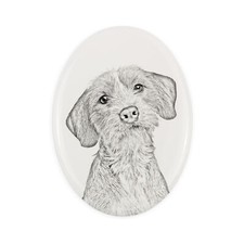 Basset Fauve de Bretagne une