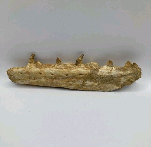 Fossile mâchoire de - fossile,