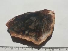 Superbe Tranche De Bois Fossile - Madagascar - 7,4cm