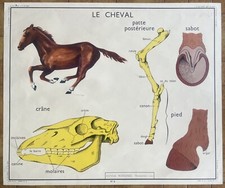 🐰 Ancienne affiche scolaire Rossignol, animaux, 1950 - 5, 6 Lapin, cheval