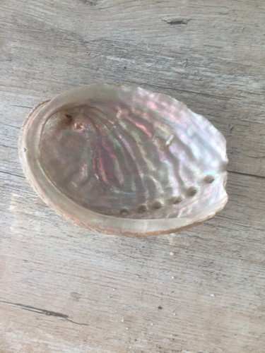 Coquille ormeau abalone - coquille,