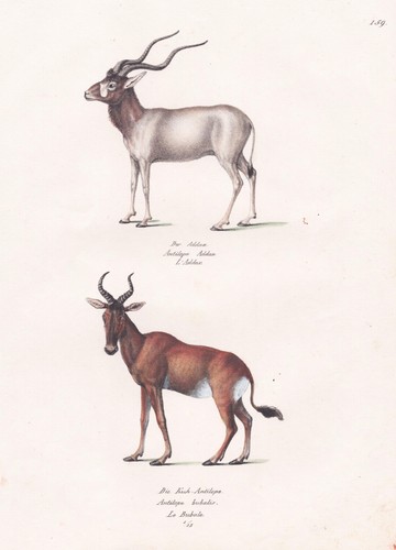 Mendesantilope addax vache - addax,