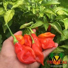 RARE 15 graines piment végétarien Antillais (Capsicum Frutescens)