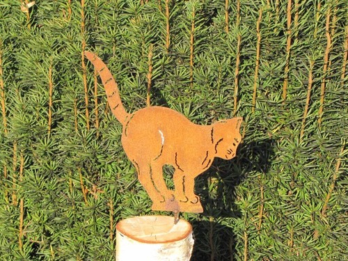 Chat rouille noble à - chat,