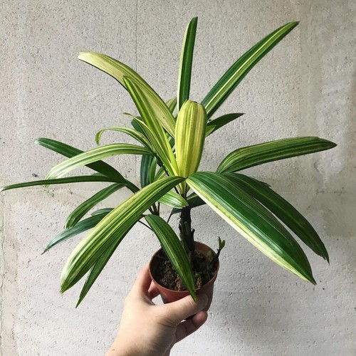 Palm rhapis excelsa - palm, lady