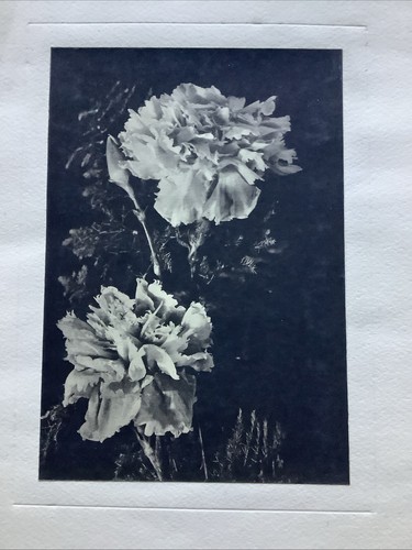 Photo ancienne art riviera - ,
