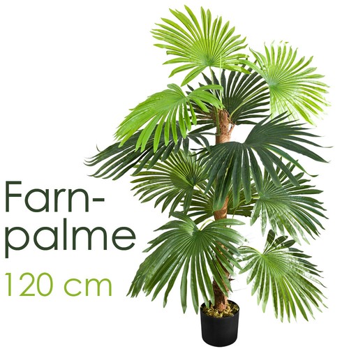 Palmier fougère plante - palmier,