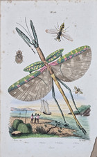 Gravure aquarellée XIXe