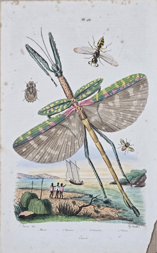Gravure aquarellée xixe - gravure,