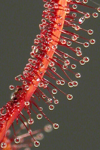 Drosera capensis all red - drosera,