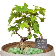 Bonsaï Vigne Vitis vinifera