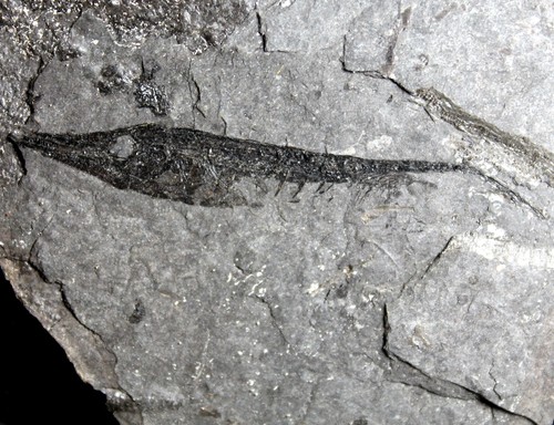 Centriscus heinrichi poisson - centriscus,