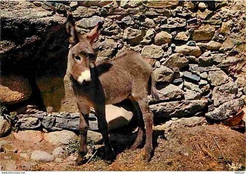 Carte postale animaux anes - -,