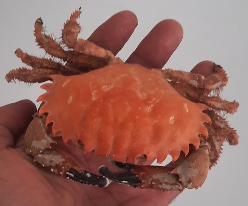 Curiosité taxidermie - ,,