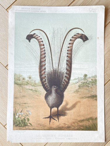 Ancienne lithographie - , le