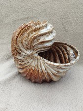 LUC Vallauris AUGUSTE LUCCHESI