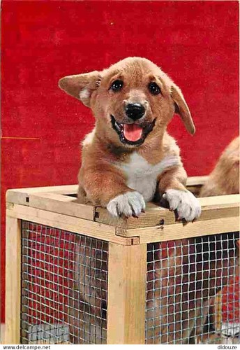 Carte postale animaux - -,