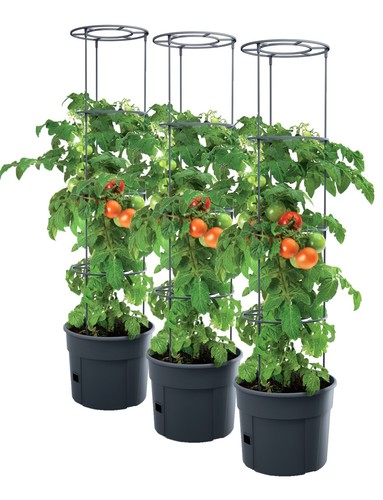 Pot tomates plants - x,
