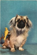 CPA AK Pekinois DOG (1178701)