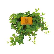 Peperomia Rotundifolia -