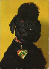CPA AK Schnauzer DOG (1178644)