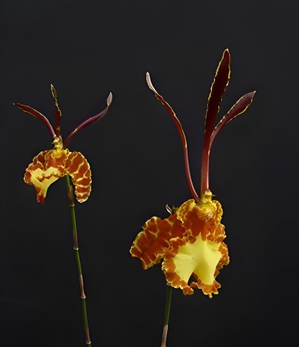 Psychopsis mariposa - (719-1),