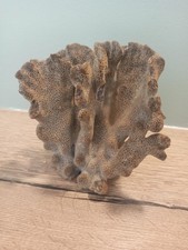 Grand Corail Bleu 15x15cm