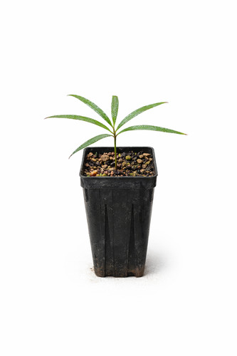 Cycas ferruginea cycad - ferruginea,