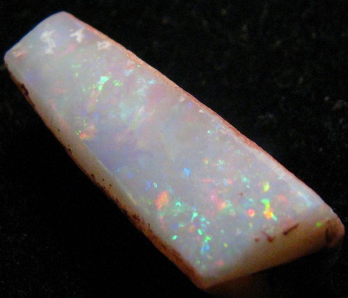 Fossile pipe belemnite - o&co,
