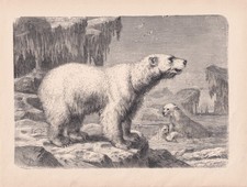 Polar Bears with Cubs on