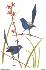 Carte Postale - Animaux -