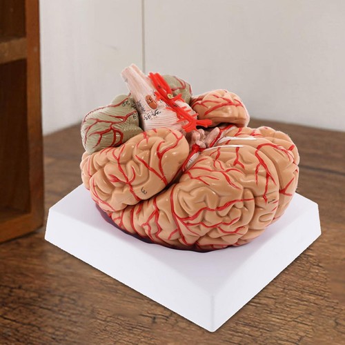Modèle cerveau humain - de,