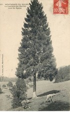 DOUBS  Montagne du Doubs la cueillette des Morilles